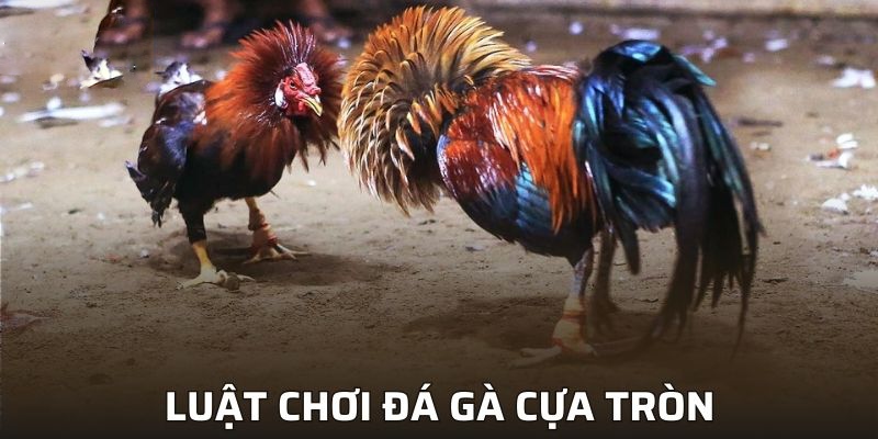 Tham khảo luật chơi đá gà cựa tròn từ A đến Z